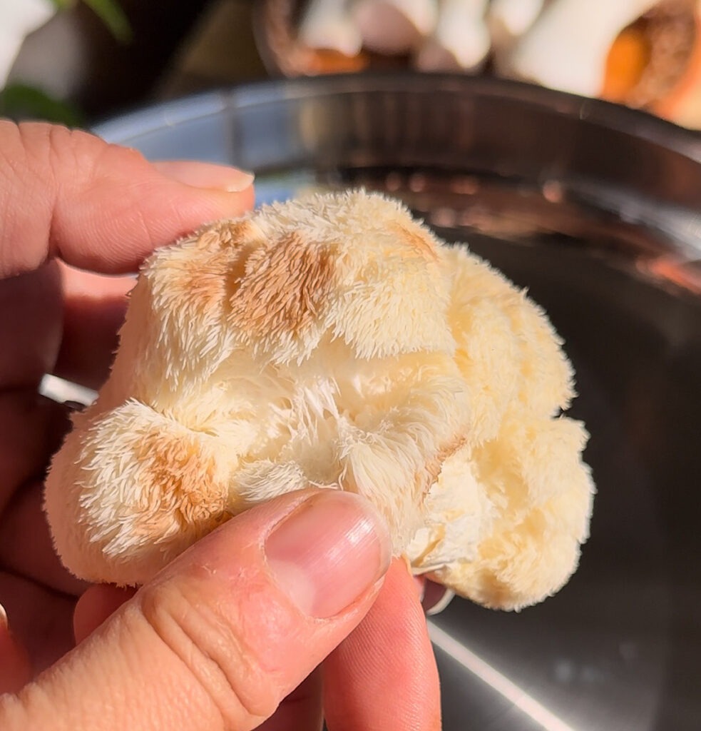 how to cook lion's mane mushrooms.