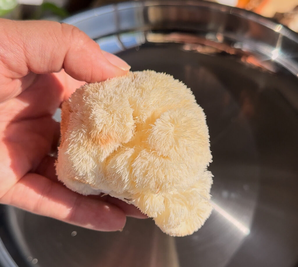 lions mane recipe with for tacos.