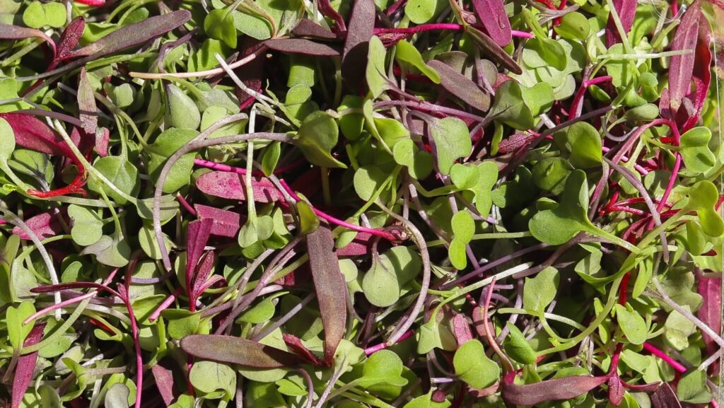 microgreens recipes.